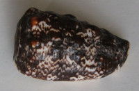Morum tuberculosum , Reeve, L.A., 1842